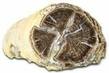 Long Petrified Wood (Schinoxylon) Limb - Blue Forest, Wyoming #377963-2